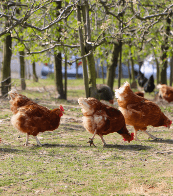 kippen-in-boomgaard